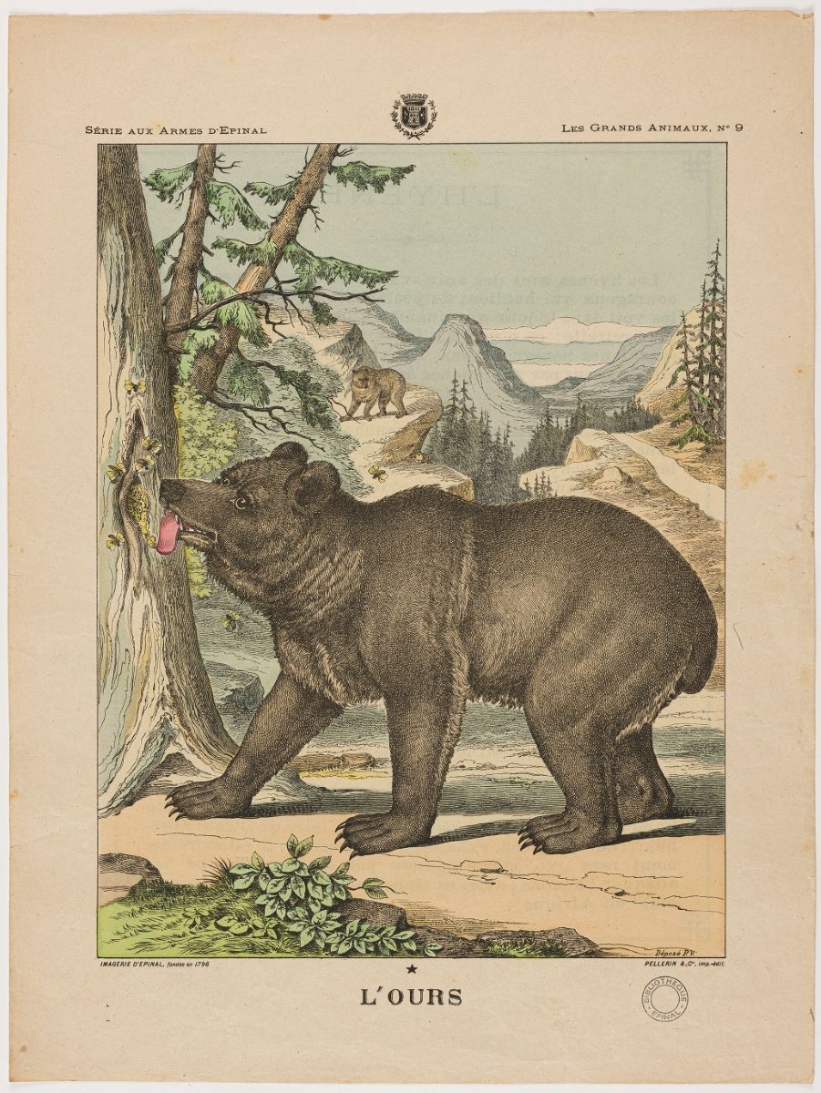 L’ OURS  (titre inscrit)