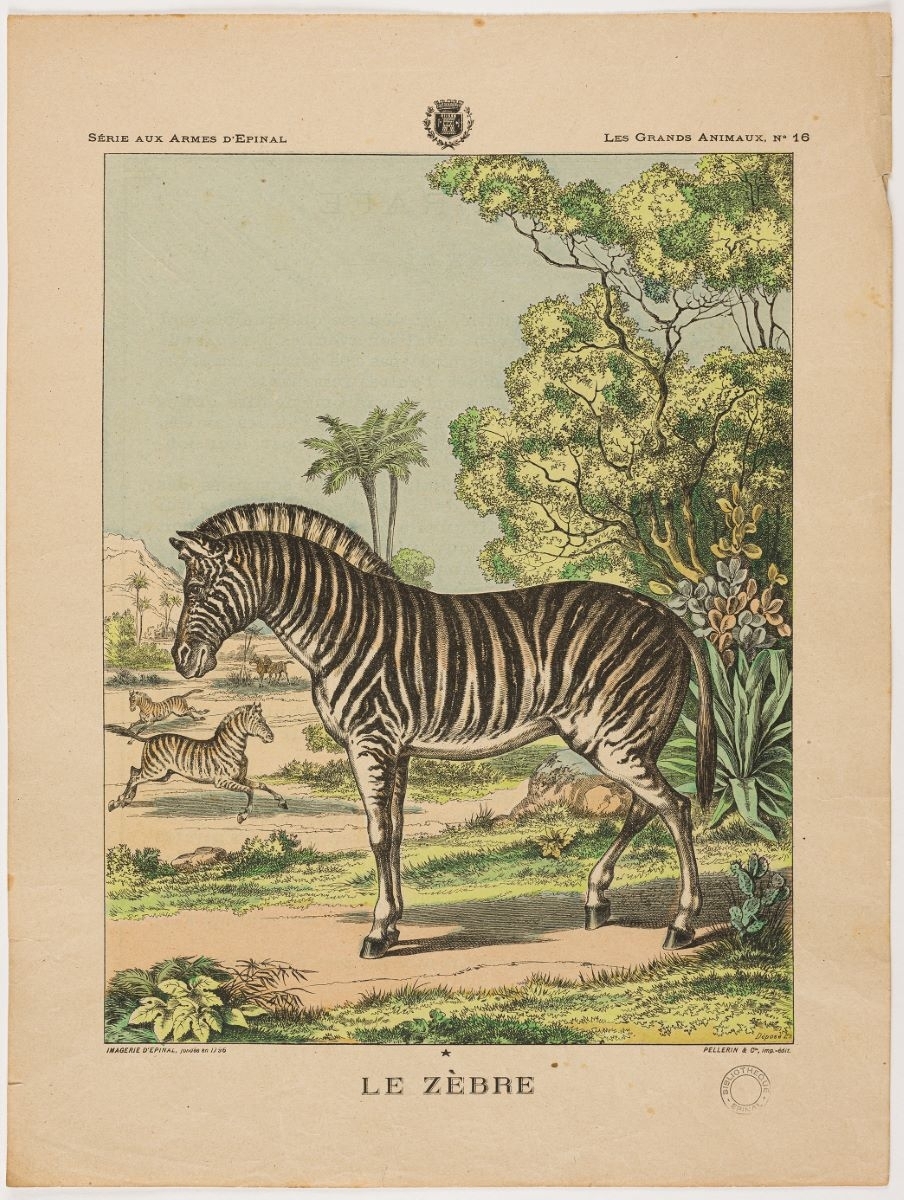 LE ZEBRE (titre inscrit)