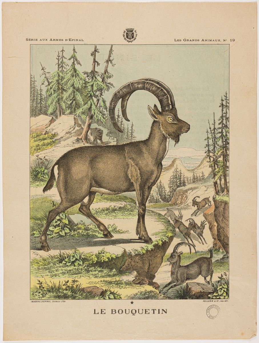 LE BOUQUETIN (titre inscrit)