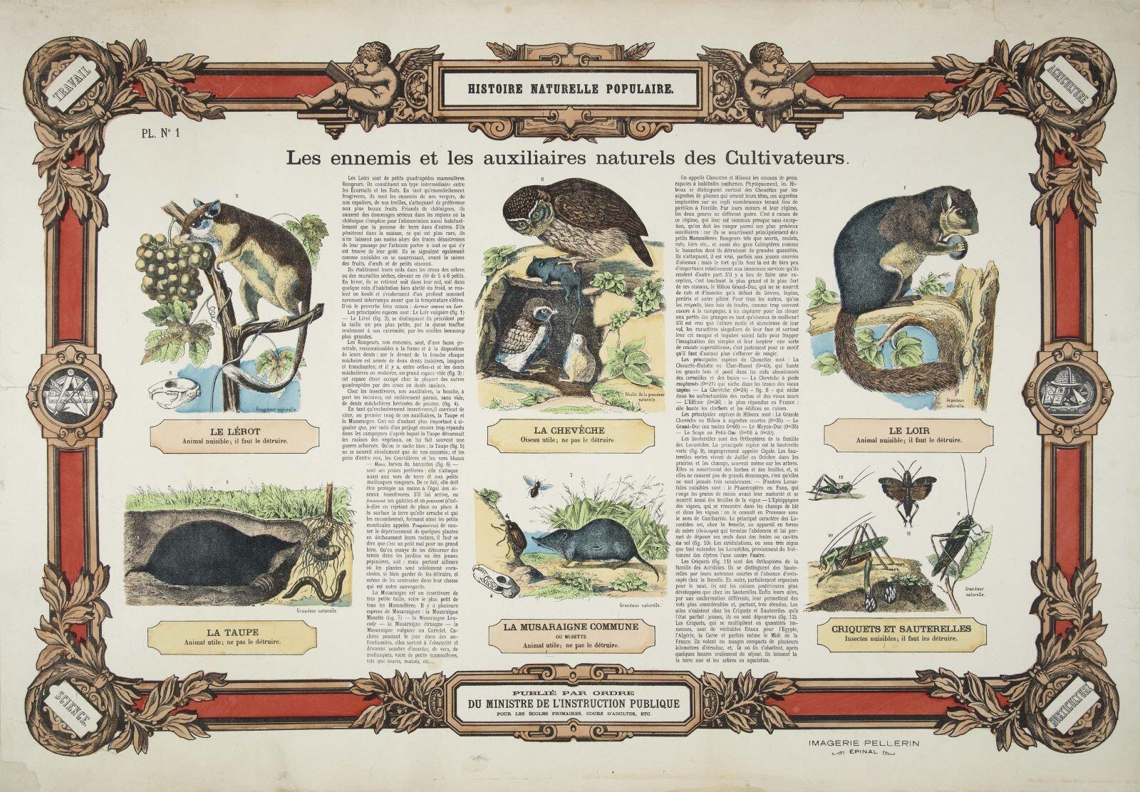 HISTOIRE NATURELLE POPULAIRE. / Les ennemis et les auxiliaires naturels des Cultivateurs. PL. N°.1. (titre inscrit)