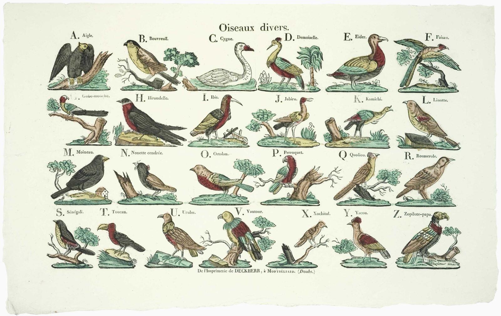 Oiseaux divers. (titre inscrit)