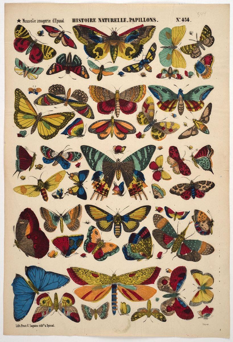 HISTOIRE NATURELLE, PAPILLONS. N°.454. (titre inscrit)