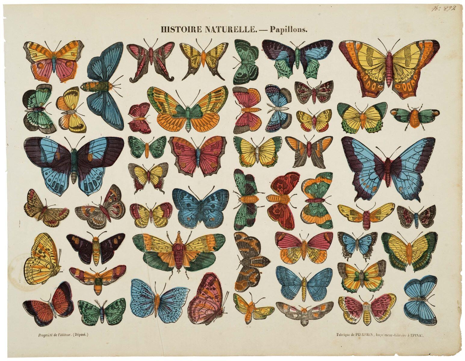 HISTOIRE NATURELLE. - Papillons. (titre inscrit)