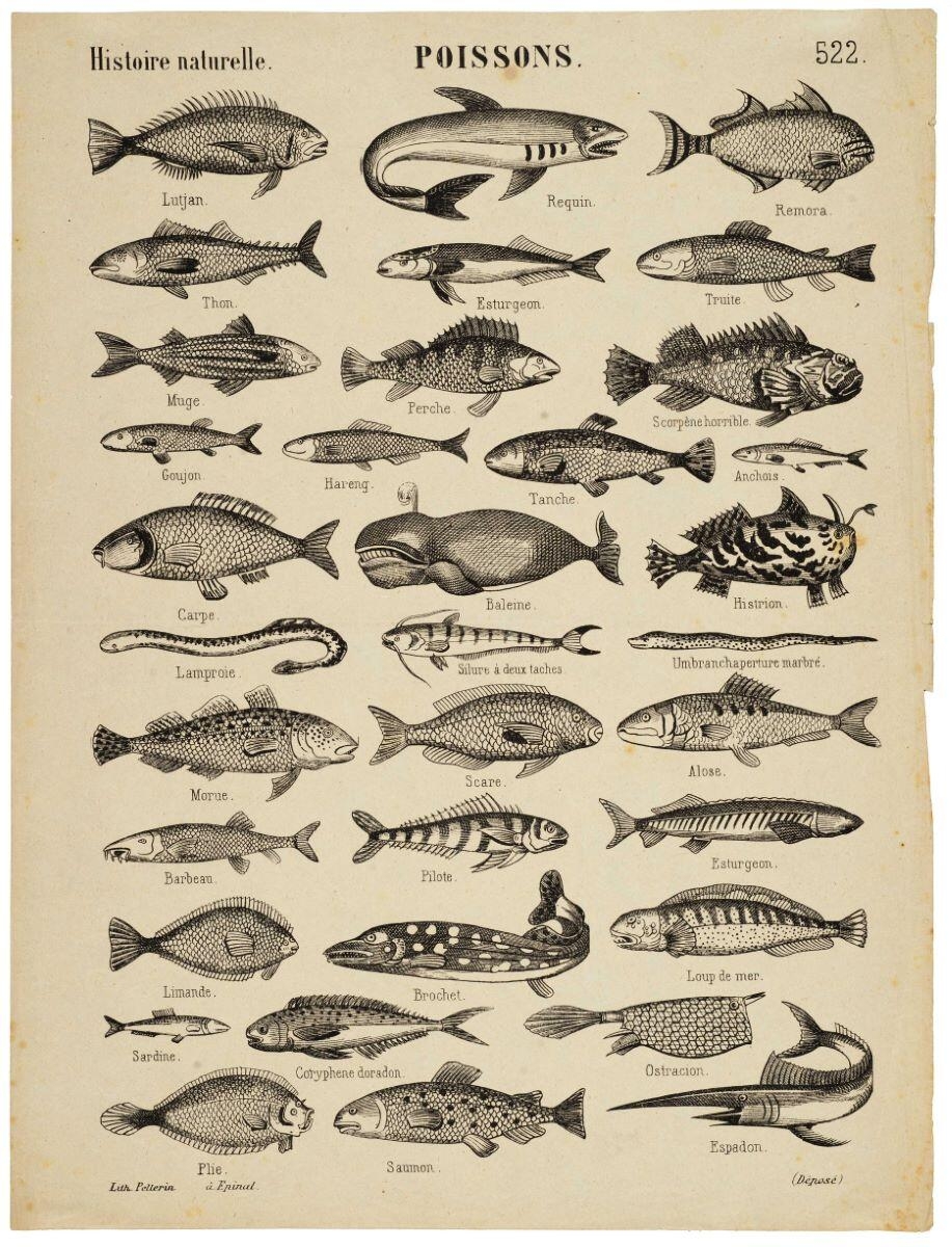 Histoire naturelle. POISSONS. 522. (titre inscrit)