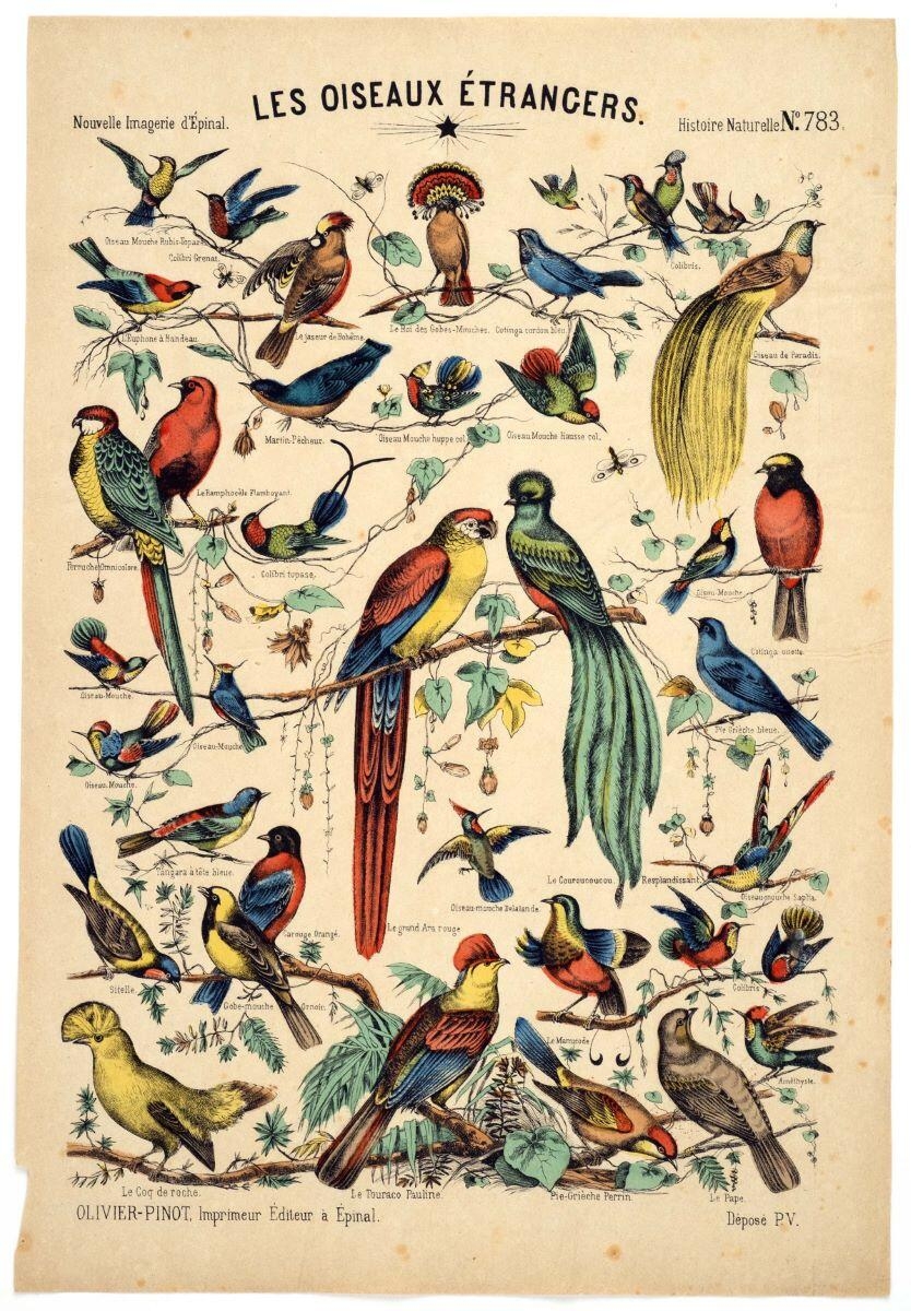 LES OISEAUX ÉTRANGERS. / Histoire Naturelle N°.783. (titre inscrit)