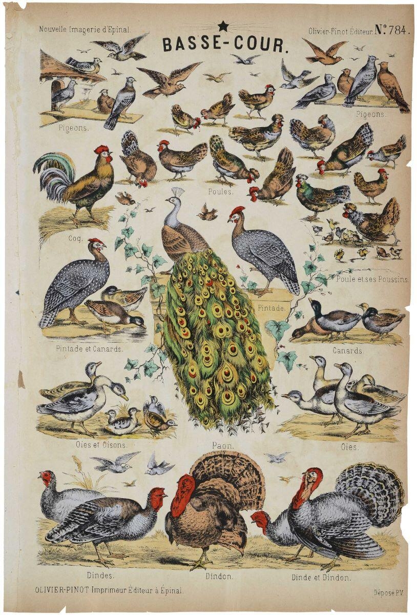 BASSE-COUR N°.784. (titre inscrit)