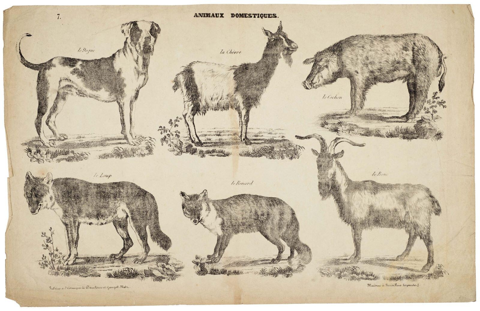 ANIMAUX DOMESTIQUES. / 7. (titre inscrit)