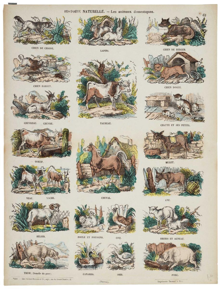 HISTOIRE NATURELLE. -- Les animaux domestiques. 65 (titre inscrit)