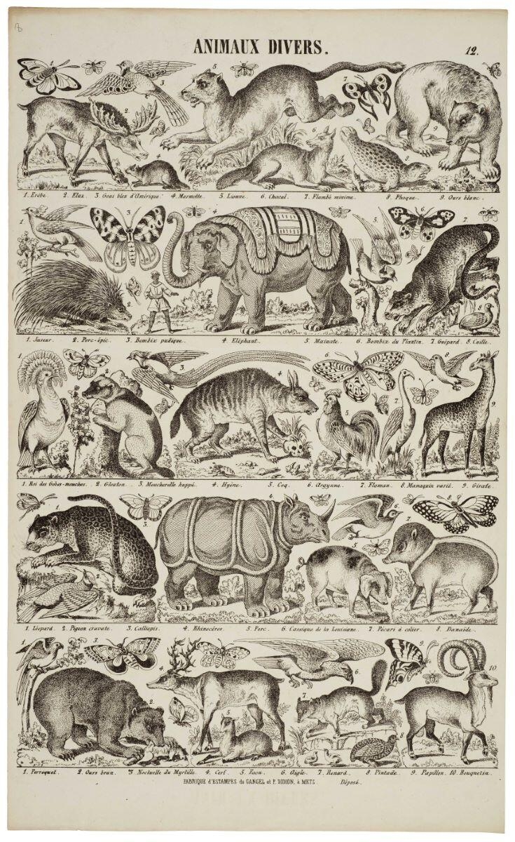 ANIMAUX DIVERS. 12. (titre inscrit)