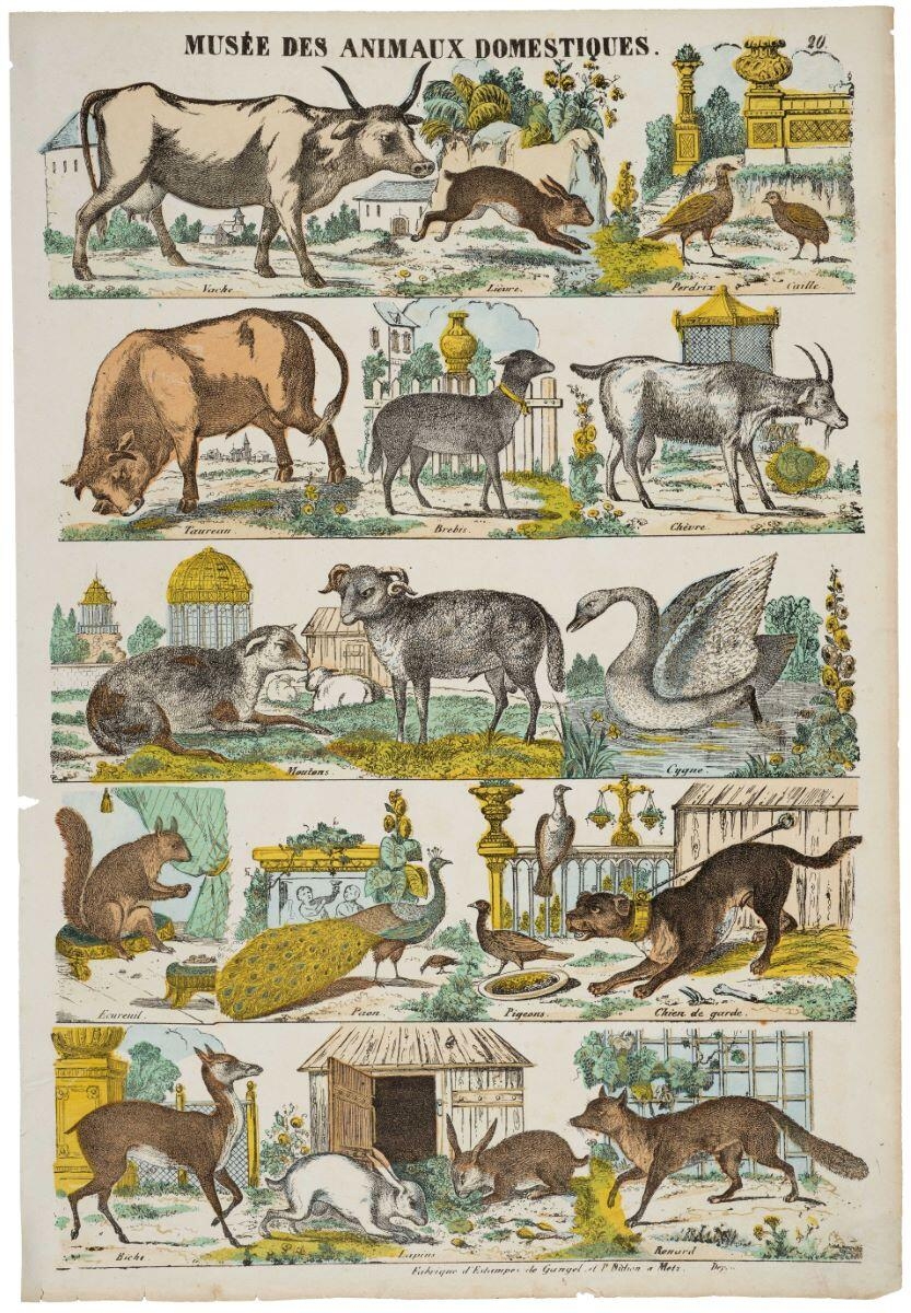 LE MUSÉE DES ANIMAUX DOMESTIQUES. 20. (titre inscrit)