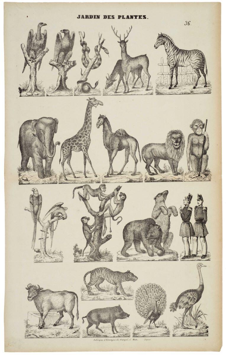JARDIN DES PLANTES. 36. (titre inscrit)