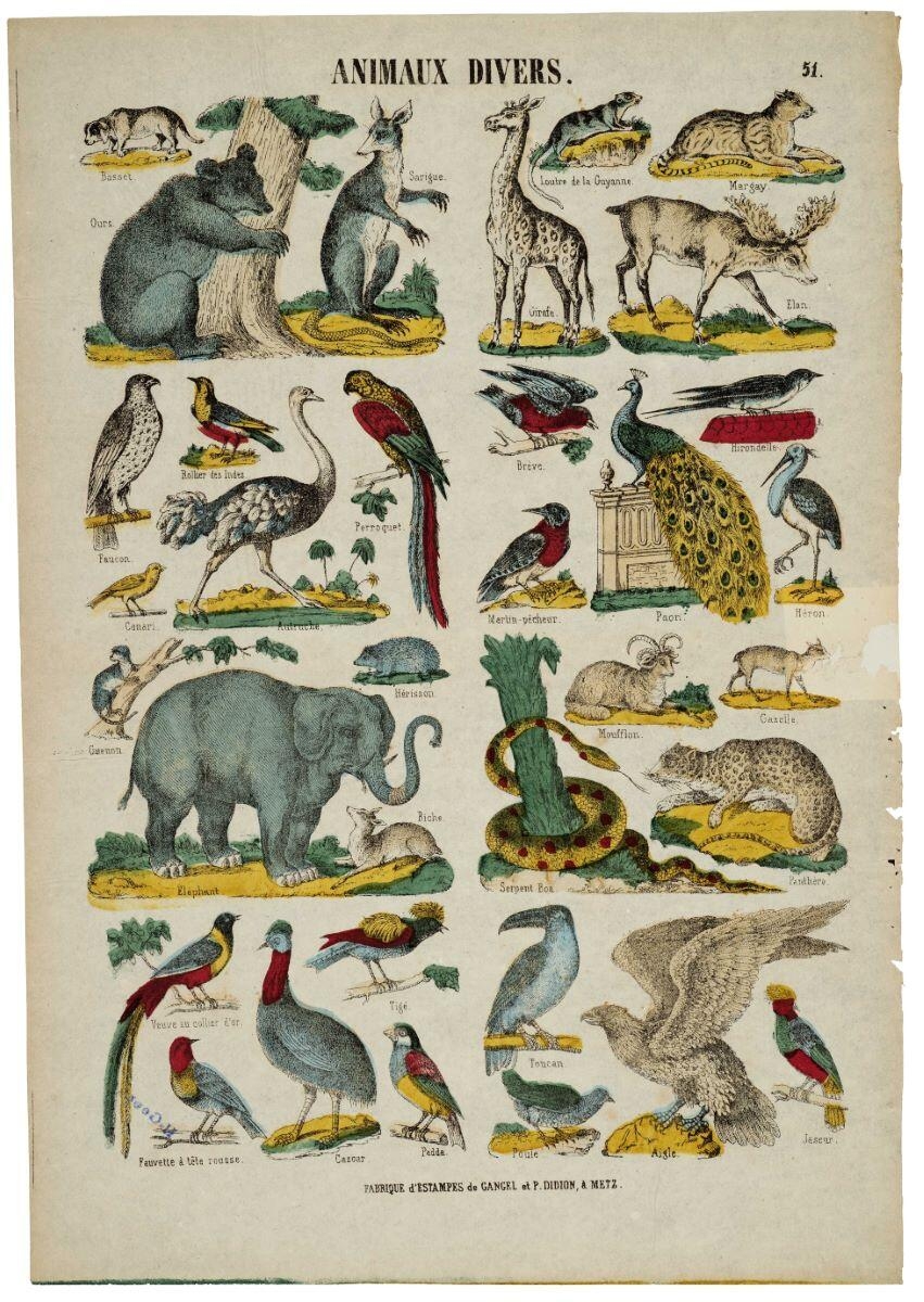 ANIMAUX DIVERS. 51. (titre inscrit)
