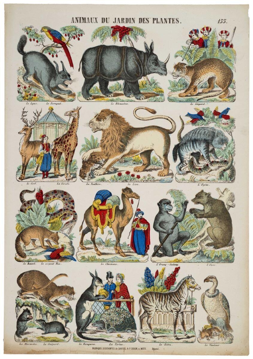 ANIMAUX DU JARDIN DES PLANTES. 155.