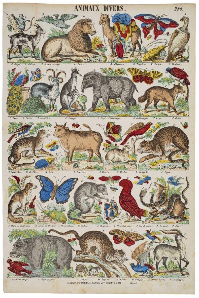 ANIMAUX DIVERS. 240. (titre inscrit)