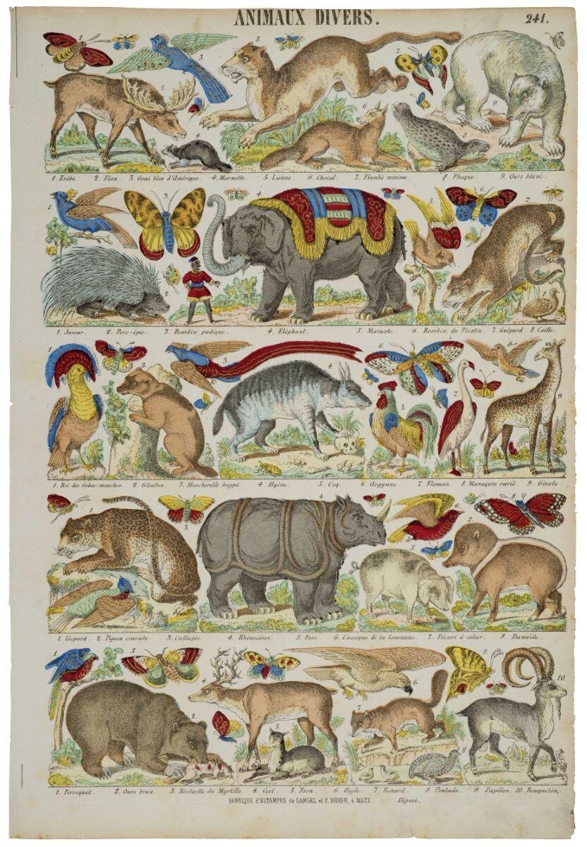 ANIMAUX DIVERS. 240. (titre inscrit)