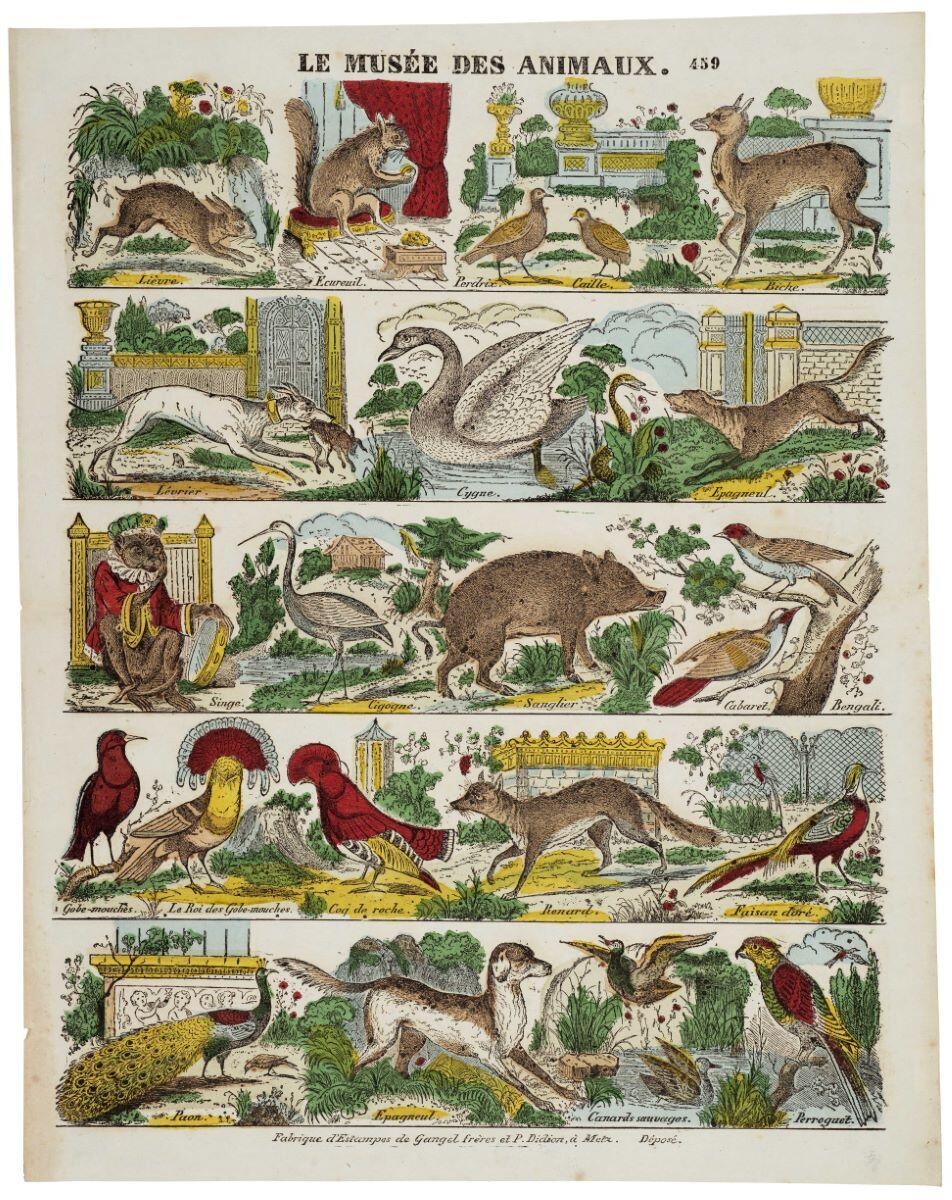 LE MUSÉE DES ANIMAUX. 459
