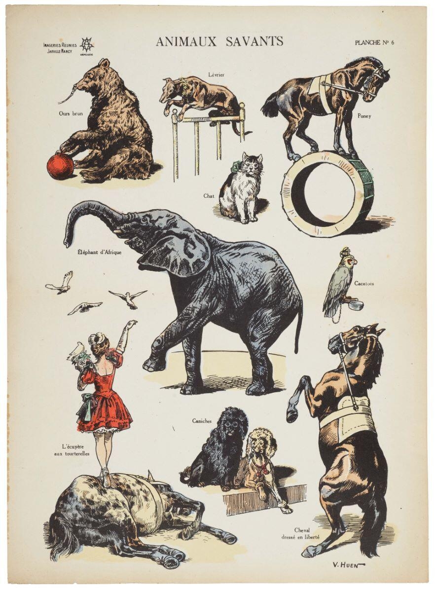 ANIMAUX SAVANTS / PLANCHE N°6 (titre inscrit)