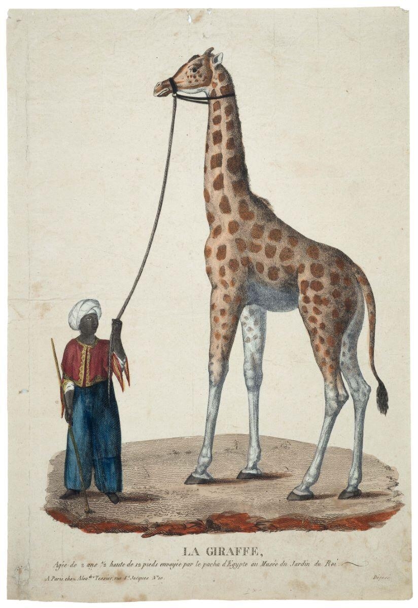 LA GIRAFFE, (titre inscrit)
