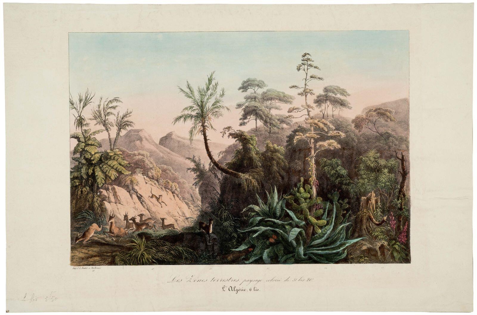 Les Zones terrestres, paysage colorié de 31 lés 20". / L'Algérie, 6 lés. (titre inscrit)