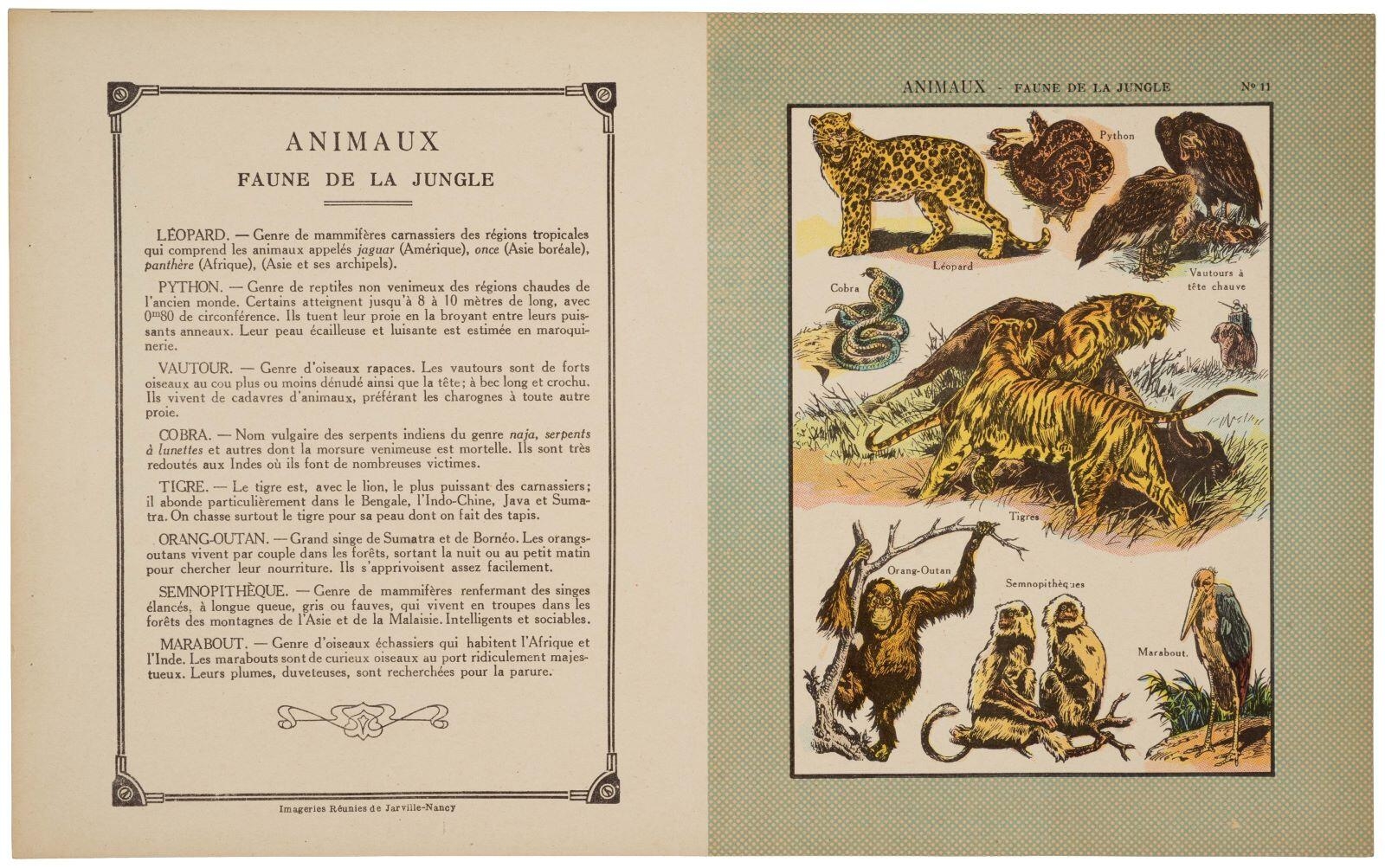 ANIMAUX - FAUNE DE LA JUNGLE N° 11 (titre inscrit)