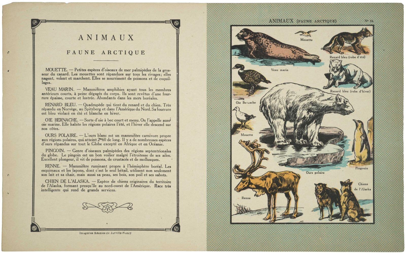 ANIMAUX (FAUNE ARCTIQUE) N°24 (titre inscrit)
