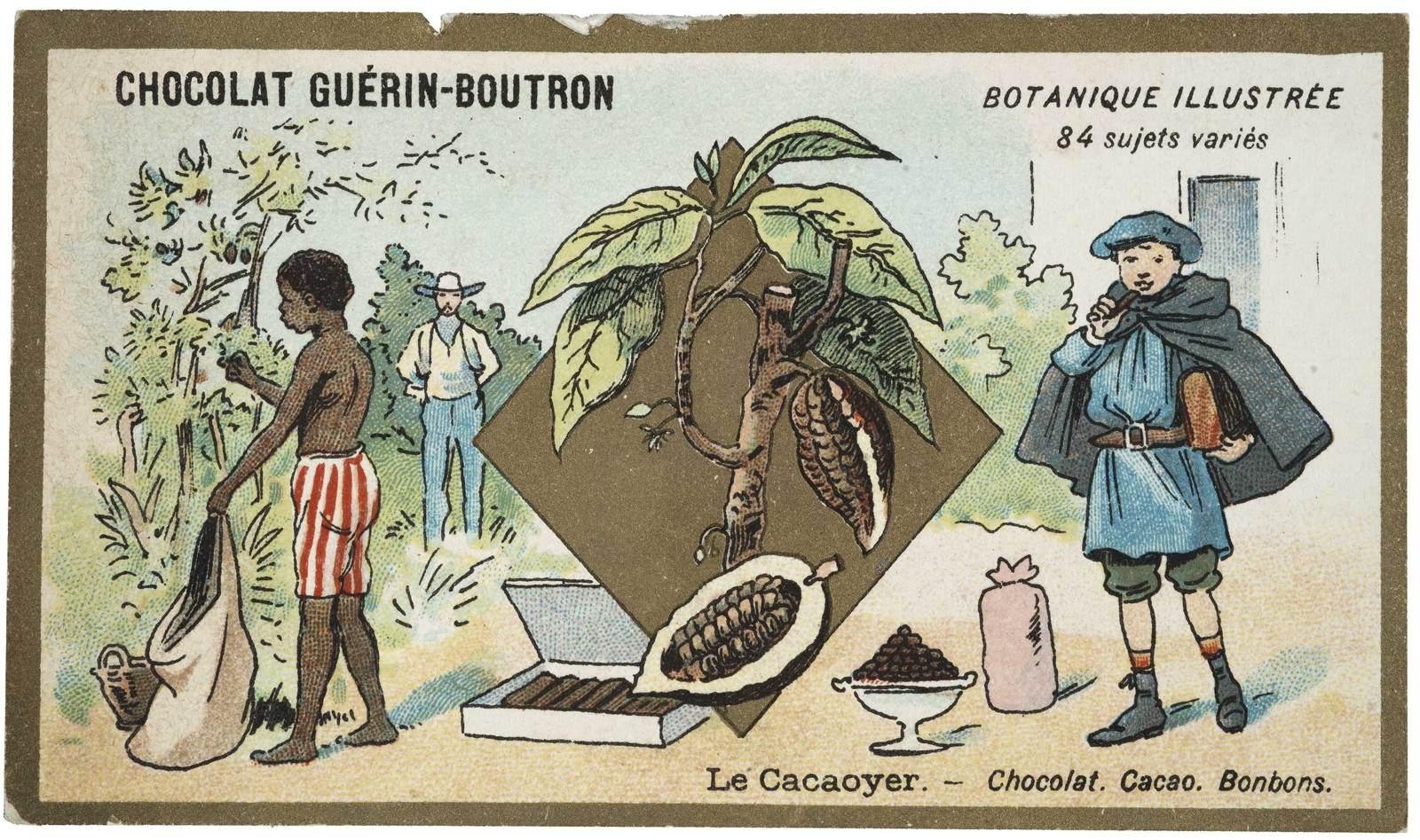 BOTANIQUE ILLUSTRÉE / 84 sujets variés / Le Cacaoyer. - Chocolat. Cacao. Bonbons. (titre inscrit)