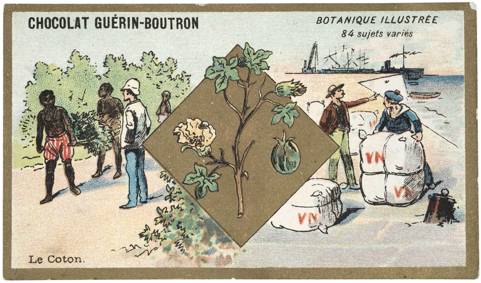 BOTANIQUE ILLUSTRÉE / 84 sujets variés / Le Coton. (titre inscrit)