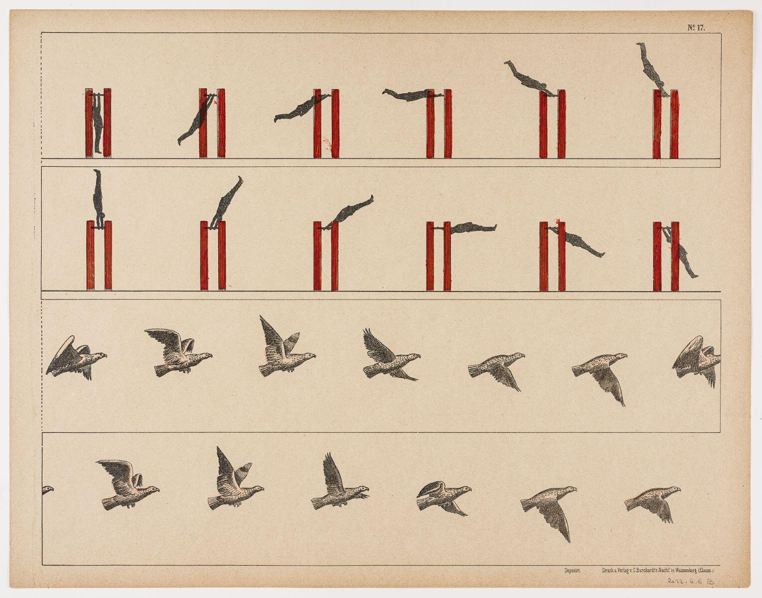 2 scènes animées pour zootrope (titre factice) ; N°. 17. (titre inscrit)