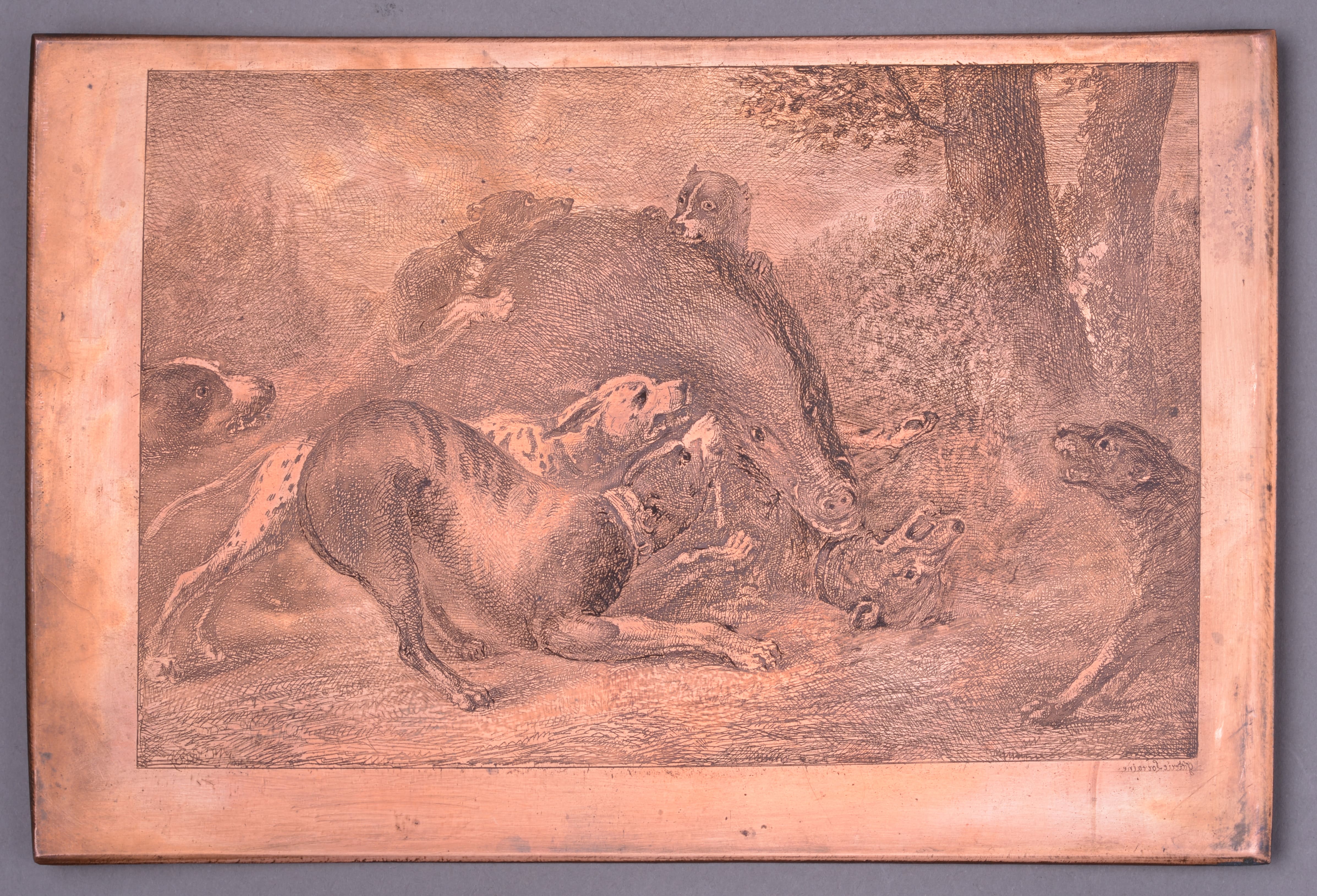 La chasse au sanglier