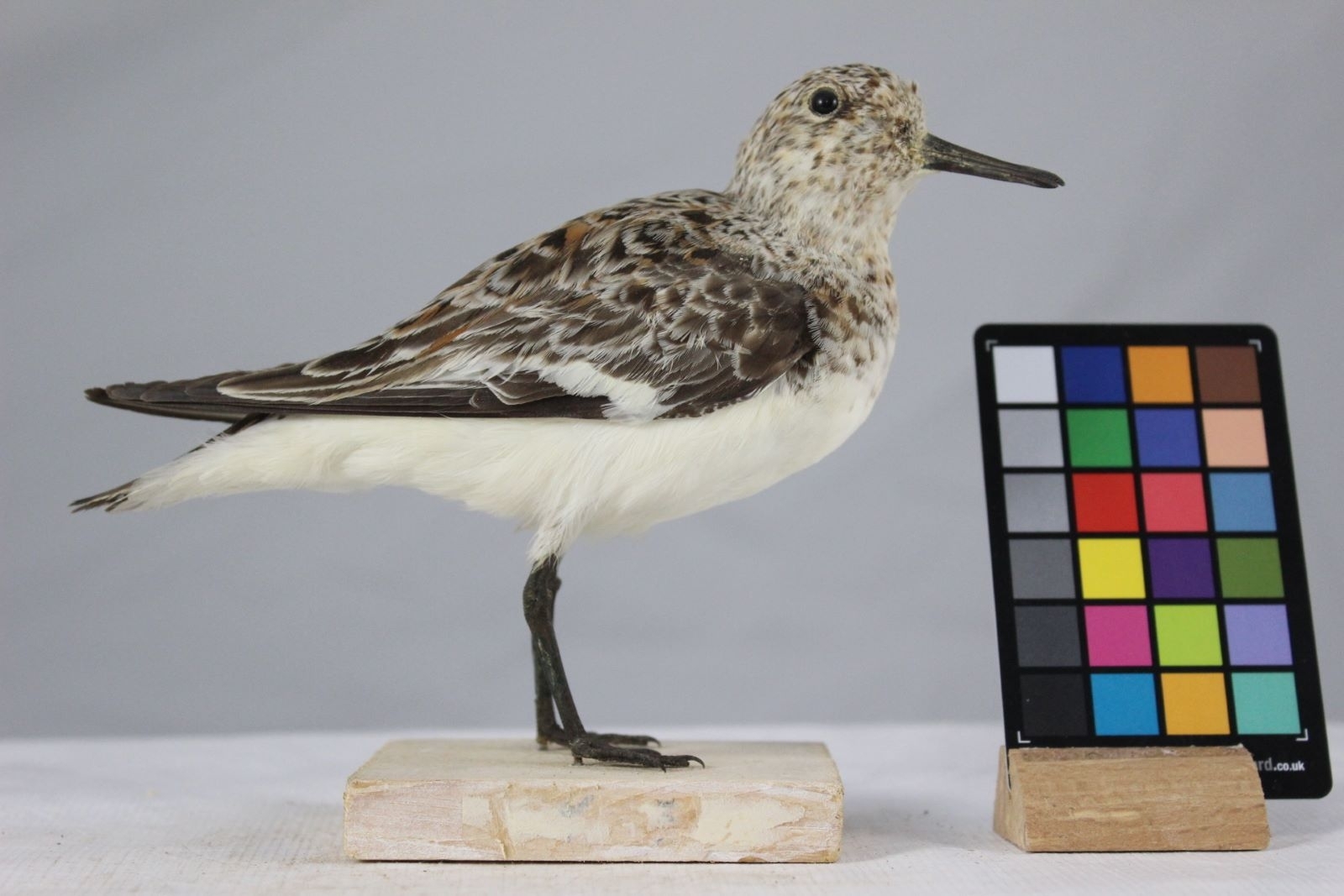 Bécasseau sanderling