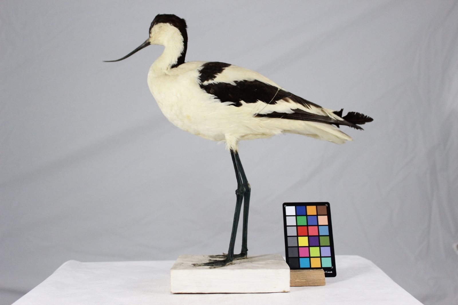Avocette élégante