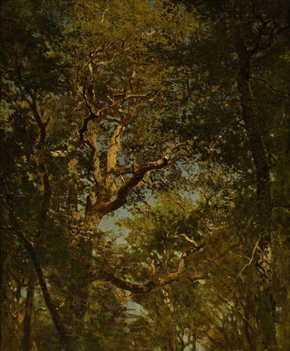 Forêt de Fontainebleau, sous-bois