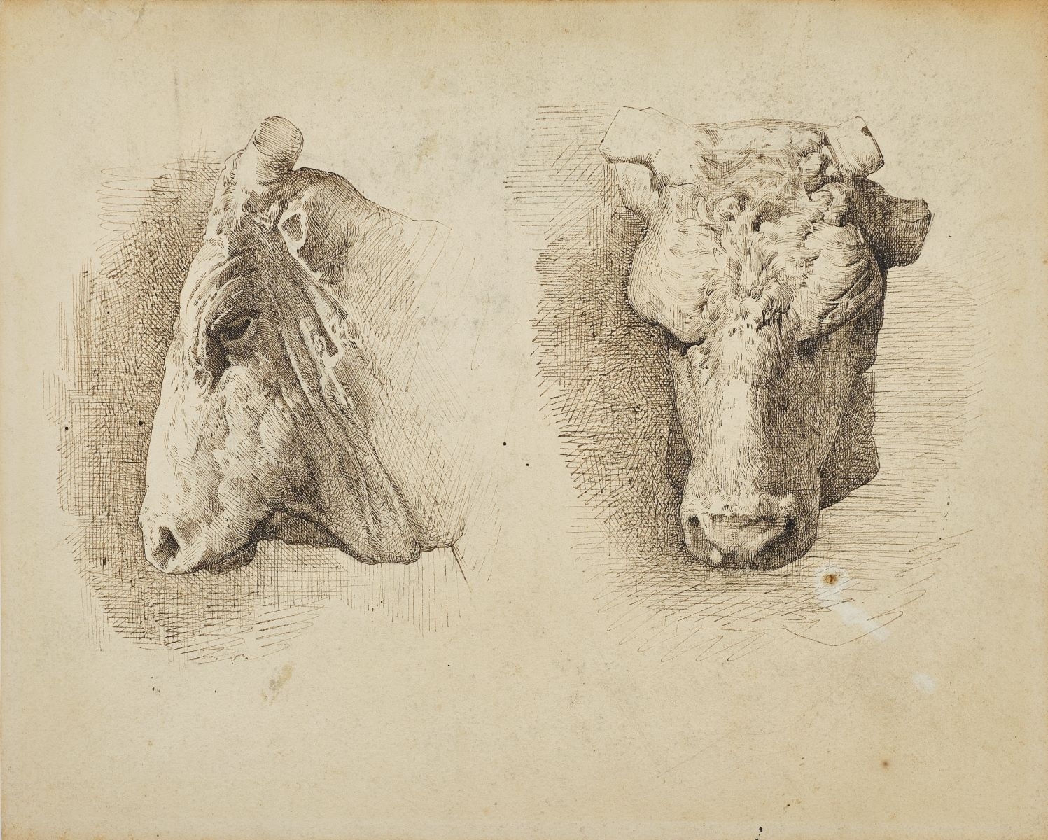 Tête de boeuf, de profil et de face