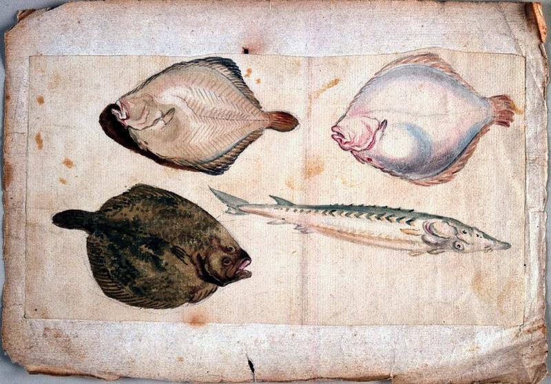 Etude de turbot et d'esturgeon