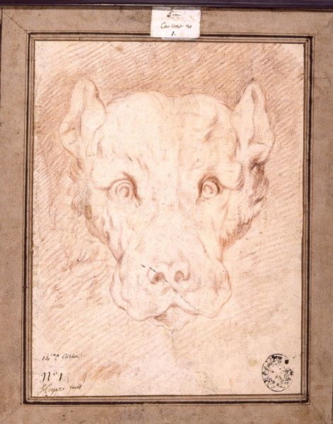 Tête de chien