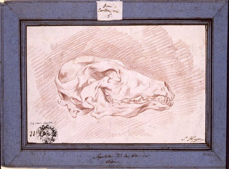 Squelette de la tête du chien
