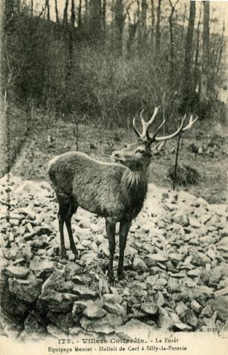 172. - Villers-Cotterêts. - La Forêt Equipage Menier - Hallali de Cerf à Silly-la-Poterie