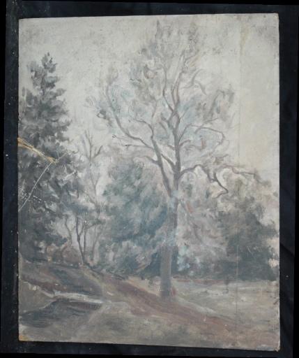 Grand arbre près d'un sentier et d'un bois