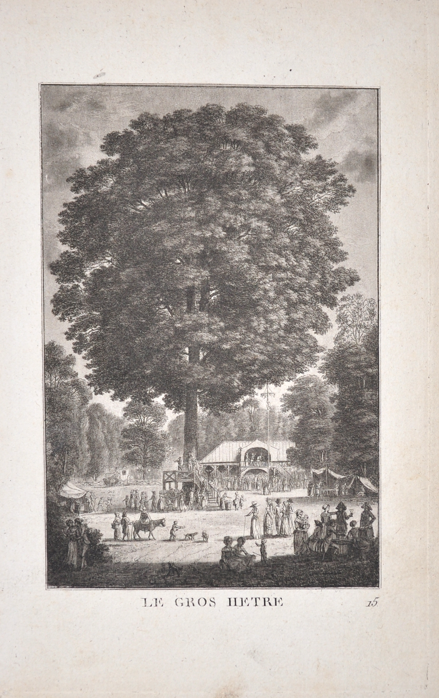 Le gros Hêtre, Ermenonville (Oise)