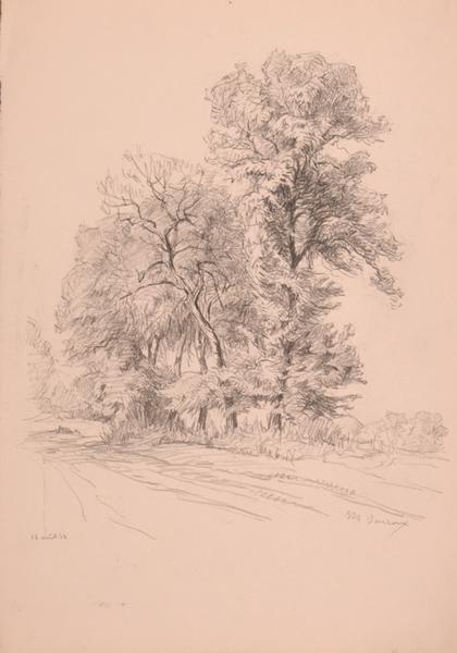 Chemin bordé d'arbres (titre factice)