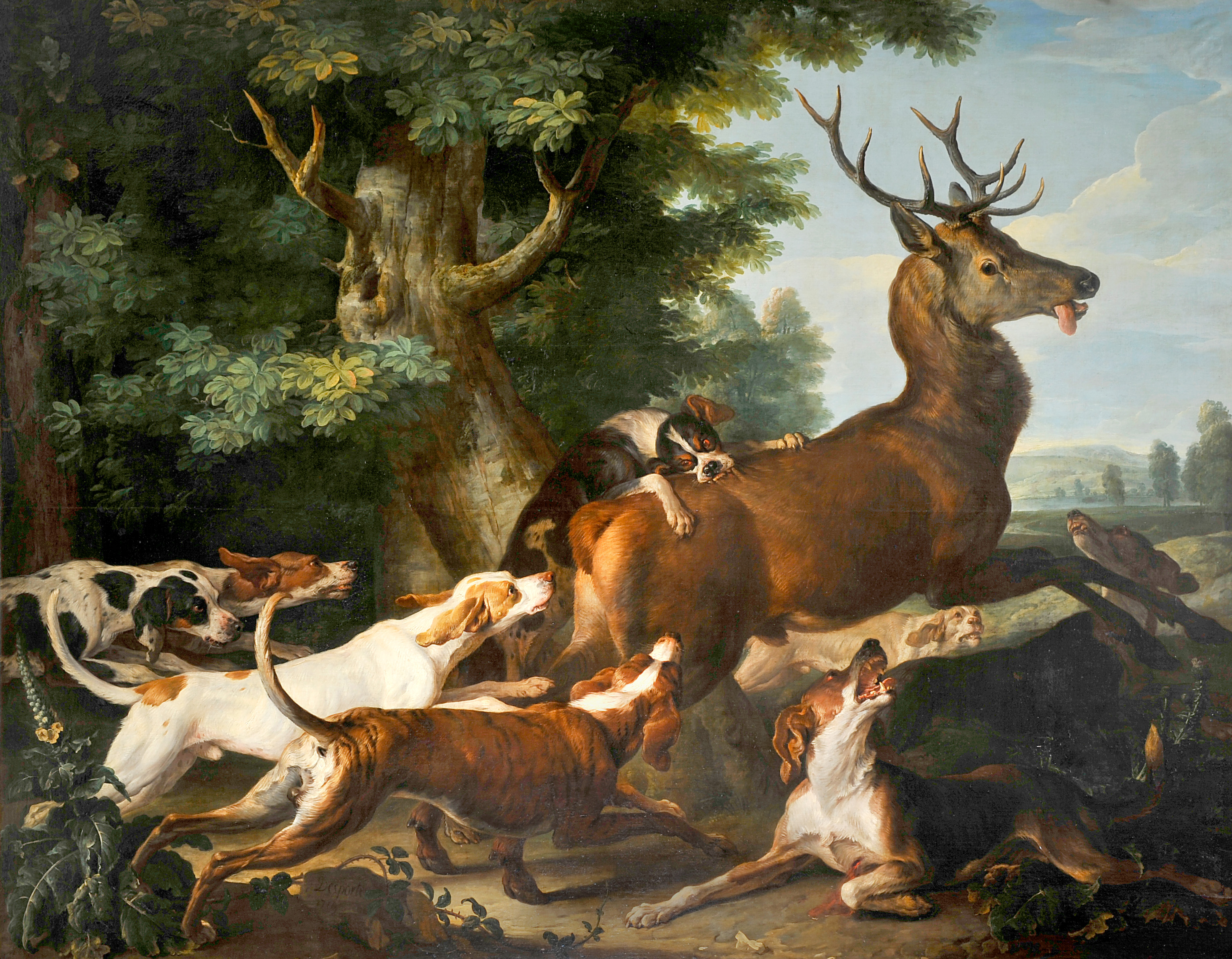 Débuché de cerf