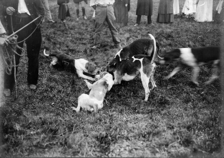 Photographie extraite d'un album de 56 photographies : équipages Chantilly et Par Monts et Vallons. La curée