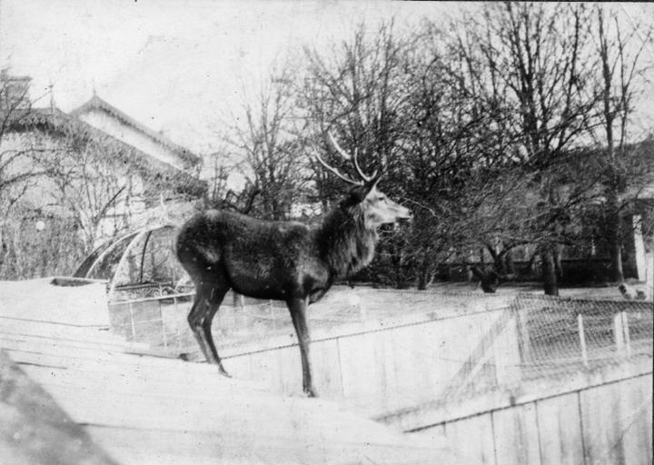 Photographie extraite d'un album de 56 photographies : équipages Chantilly et Par Monts et Vallons. Cerf