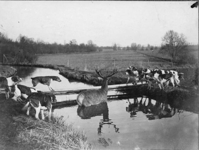 Photographie extraite d'un album de 56 photographies : équipages Chantilly et Par Monts et Vallons. Bat l'eau