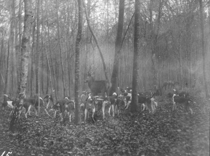 Photographie extraite d'un album de 56 photographies : équipages Chantilly et Par Monts et Vallons. Hallali