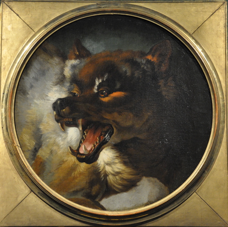Tête de loup