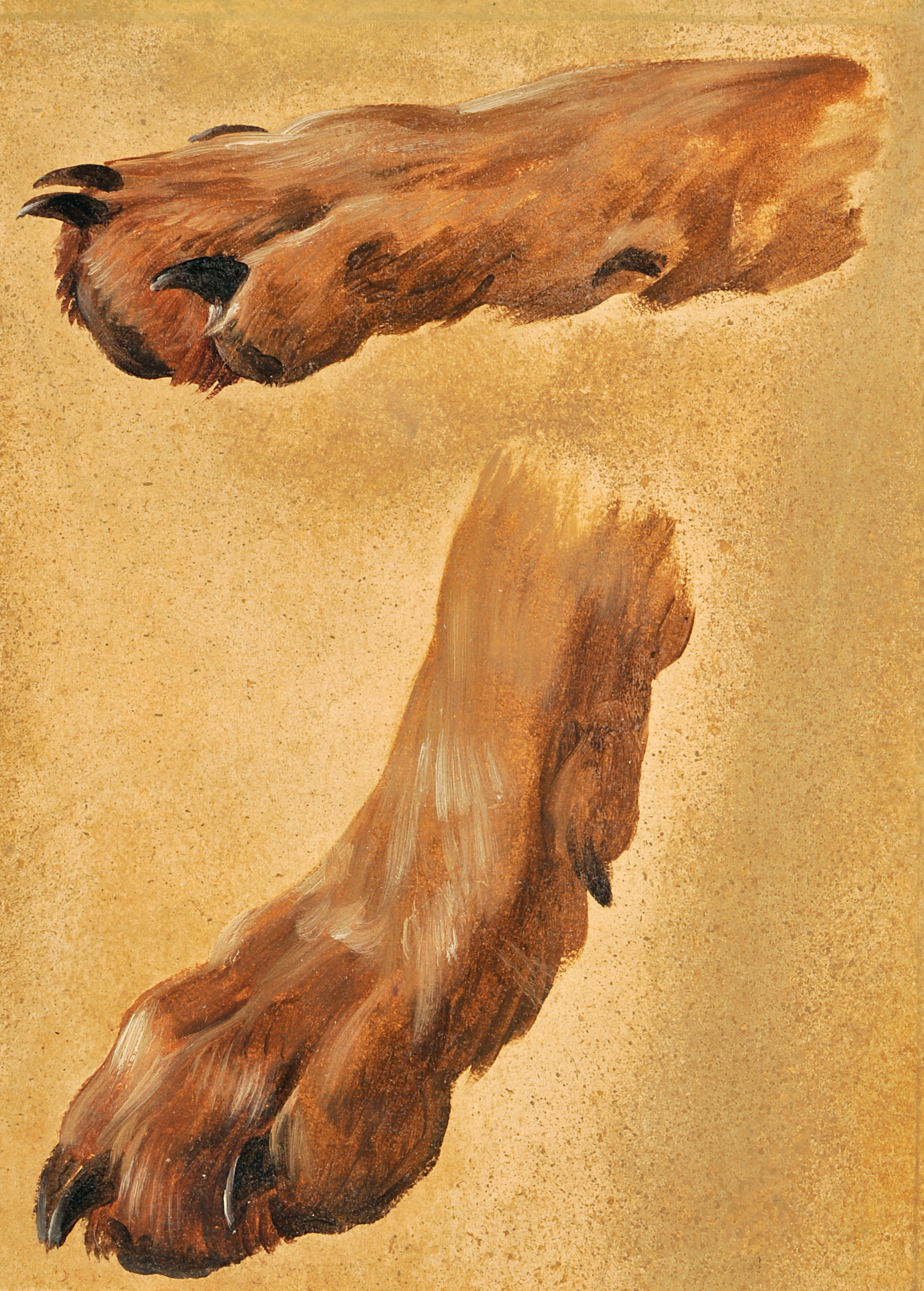 Deux pattes de chiens