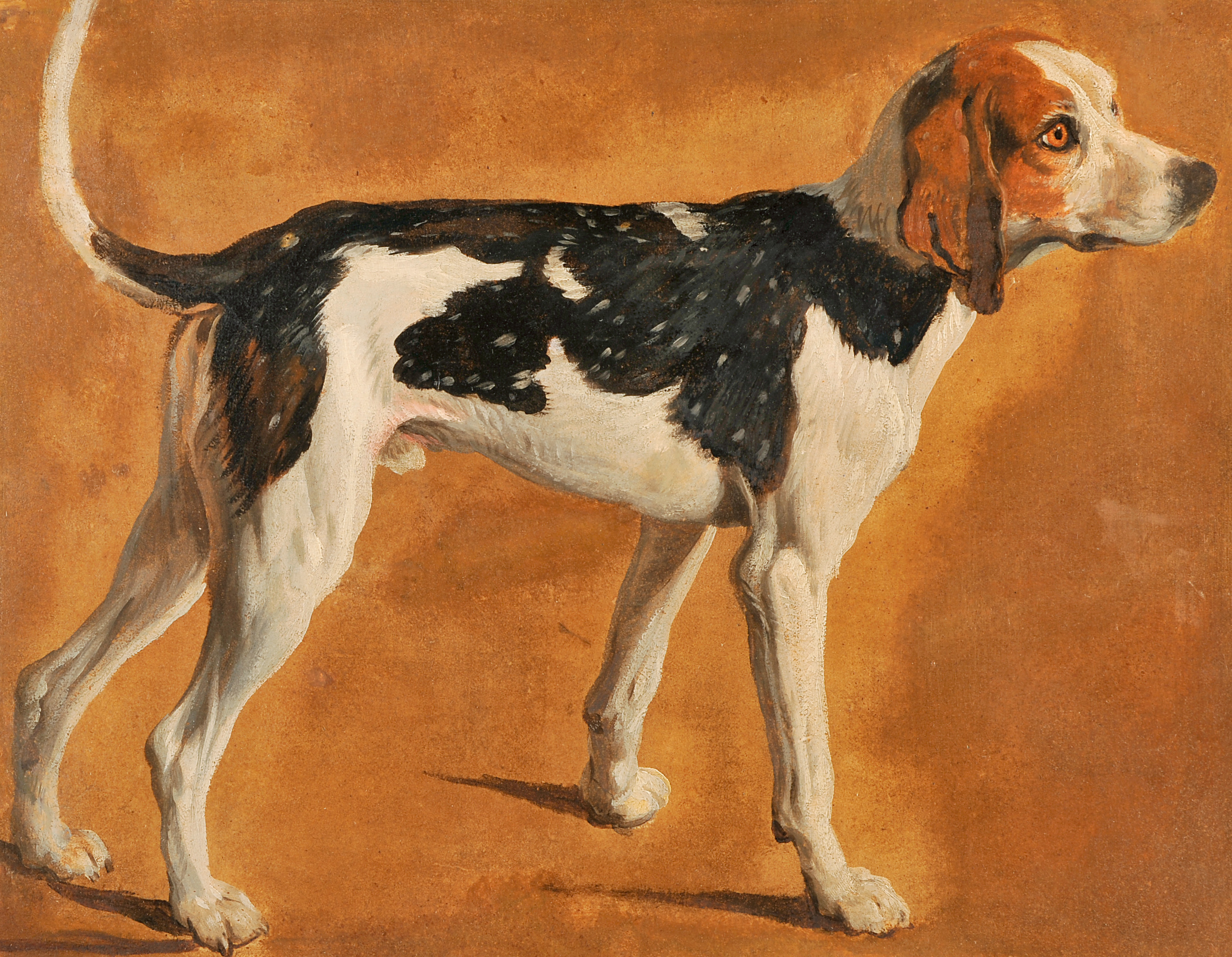 Chien de la meute du Grand Dauphin