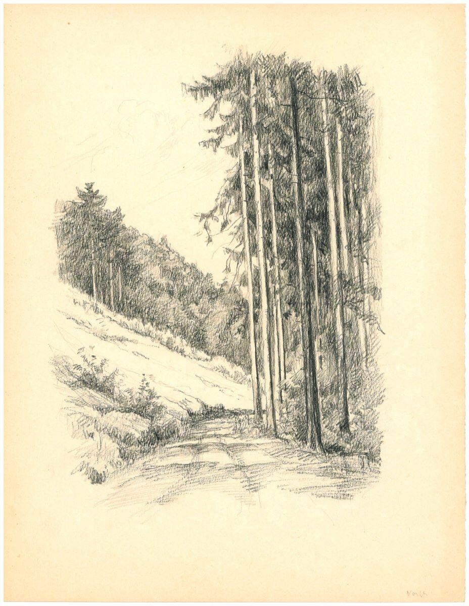 Chemin en forêt (Vosges)