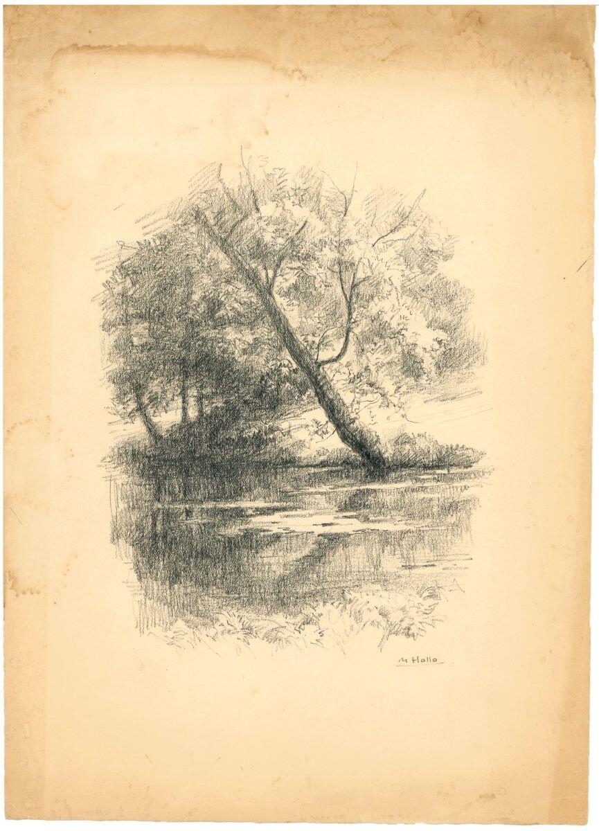 Arbre au bord d'un étang